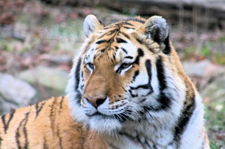 Есть ли тигры в тигровом заповеднике Мхадей на Гоа?